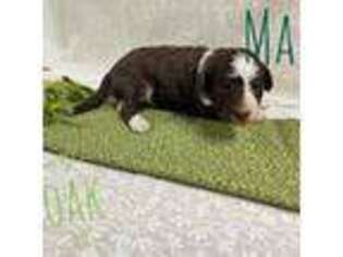 Mutt Puppy for sale in Layton, UT, USA