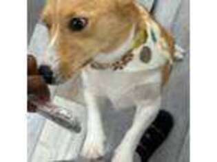 Cardigan Welsh Corgi Puppy for sale in Windermere, FL, USA