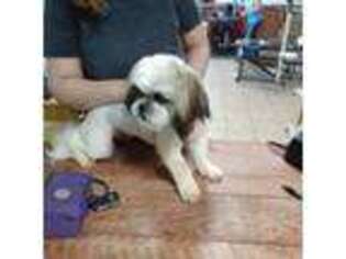 Mutt Puppy for sale in Crescent City, CA, USA