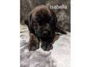 Mastiff Puppy for sale in Eufaula, OK, USA