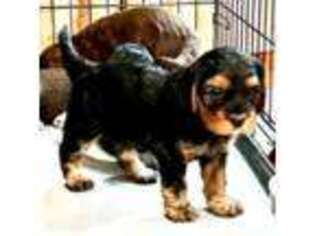 Mutt Puppy for sale in Albany, OR, USA