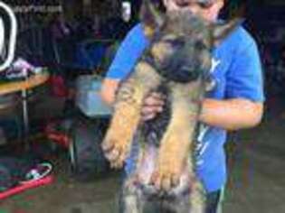German Shepherd Dog Puppy for sale in Murfreesboro, TN, USA