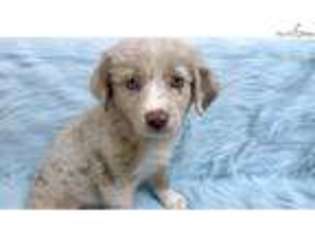 Australian Shepherd Puppy for sale in Hattiesburg, MS, USA