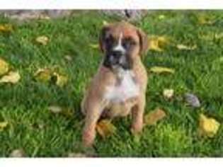 Boxer Puppy for sale in Fontana, CA, USA