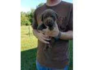 Labrador Retriever Puppy for sale in Morrisville, MO, USA
