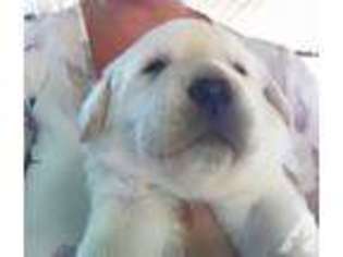 Labrador Retriever Puppy for sale in MARYSVILLE, CA, USA