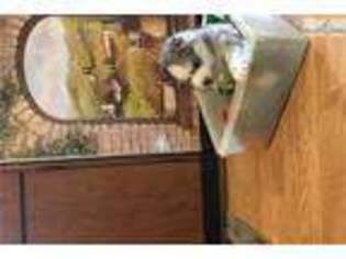 Siberian Husky Puppy for sale in Wenatchee, WA, USA
