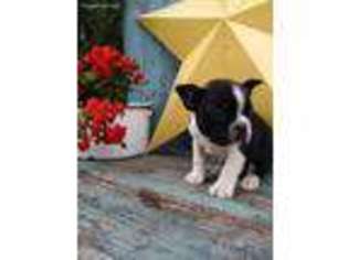 Boston Terrier Puppy for sale in Wilmot, OH, USA