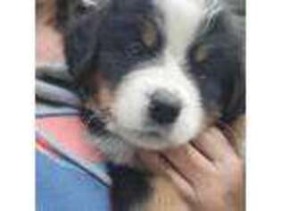 Bernese Mountain Dog Puppy for sale in Eleva, WI, USA