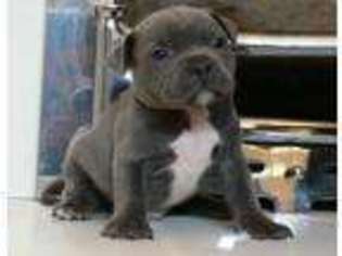 Staffordshire Bull Terrier Puppy for sale in Fremont, CA, USA