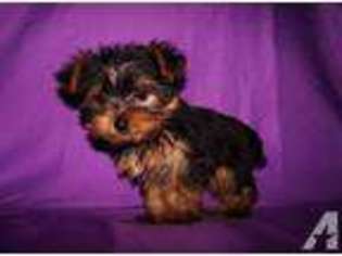 Yorkshire Terrier Puppy for sale in BUCYRUS, OH, USA