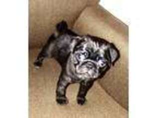 Pug Puppy for sale in Chattanooga, TN, USA