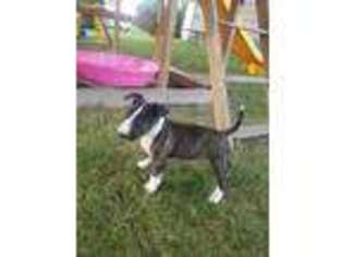 Bull Terrier Puppy for sale in Montpelier, OH, USA
