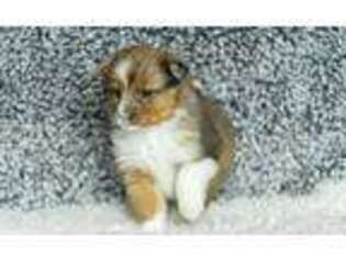 Shetland Sheepdog Puppy for sale in Worthington, IN, USA