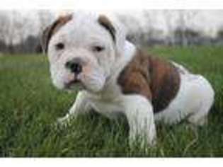 Olde English Bulldogge Puppy for sale in Chambersburg, PA, USA