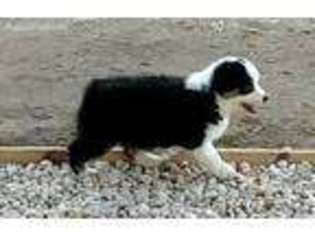 Australian Shepherd Puppy for sale in Rocky Mount, NC, USA