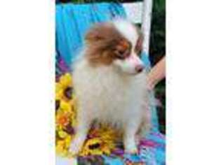 Pomeranian Puppy for sale in Grabill, IN, USA