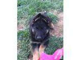 German Shepherd Dog Puppy for sale in LIVERMORE, CA, USA