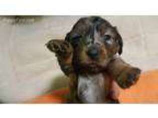 Dachshund Puppy for sale in Galesville, WI, USA