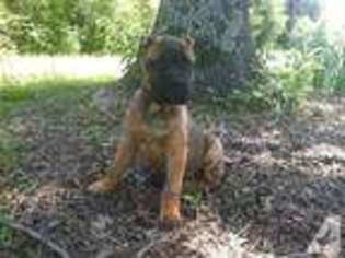 Cane Corso Puppy for sale in MAYFLOWER, AR, USA
