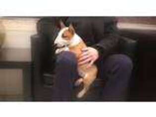 Bull Terrier Puppy for sale in West Fargo, ND, USA