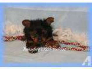 Yorkshire Terrier Puppy for sale in WAPPAPELLO, MO, USA