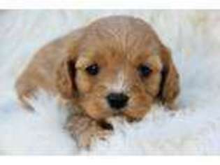 Cavapoo Puppy for sale in Chouteau, OK, USA