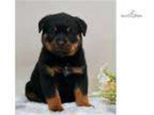 Rottweiler Puppy for sale in Fort Wayne, IN, USA