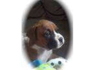Boxer Puppy for sale in SPRINGFIELD, MA, USA