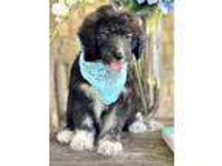 Mutt Puppy for sale in Lyons, GA, USA