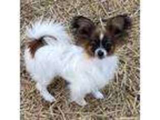 Papillon Puppy for sale in Saint Joseph, MO, USA