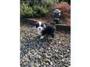 Australian Shepherd Puppy for sale in Coos Bay, OR, USA