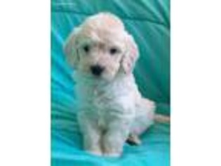 Labradoodle Puppy for sale in Tomales, CA, USA