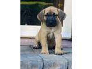 Boerboel Puppy for sale in Fogelsville, PA, USA