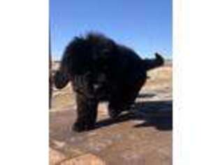 Newfoundland Puppy for sale in Rye, CO, USA