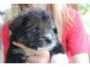 Border Collie Puppy for sale in Tolar, TX, USA