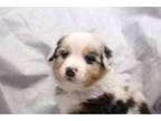 Miniature Australian Shepherd Puppy for sale in Mishawaka, IN, USA