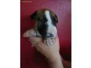 Bull Terrier Puppy for sale in Peebles, OH, USA