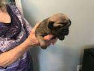 Pug Puppy for sale in Vassar, MI, USA