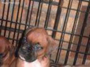Boxer Puppy for sale in Lufkin, TX, USA