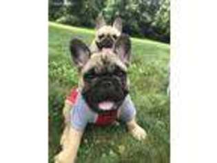 French Bulldog Puppy for sale in Flemington, NJ, USA
