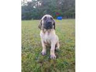 Boerboel Puppy for sale in Vancleave, MS, USA