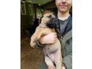 Boerboel Puppy for sale in Oregon City, OR, USA