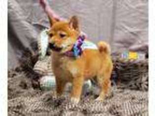Shiba Inu Puppy for sale in Barnett, MO, USA