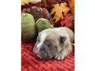 Boston Terrier Puppy for sale in Fayetteville, GA, USA