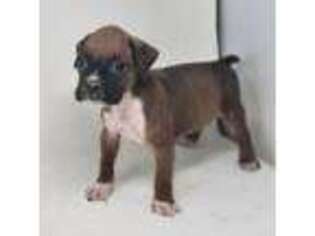 Boxer Puppy for sale in Riverhead, NY, USA