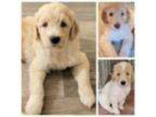 Goldendoodle Puppy for sale in Binghamton, NY, USA