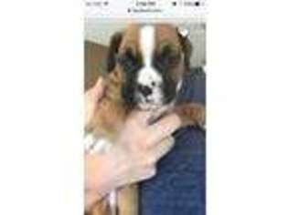 Boxer Puppy for sale in Clifton Park, NY, USA