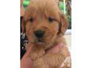 Golden Retriever Puppy for sale in BUTLER, PA, USA