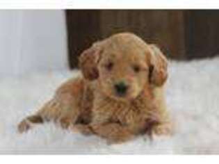 Goldendoodle Puppy for sale in Elnora, IN, USA